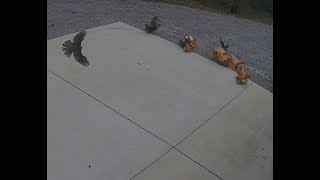 Hawk Attacking Chickens [upl. by Moynahan861]