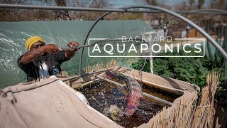 Backyard Aquaponics Farming Fresh Fish and Vegetables  PARAGRAPHIC [upl. by Stenger233]