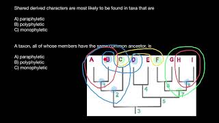 Concepts of Monophyletic Paraphyletic Polyphyletic groups [upl. by Patsis]