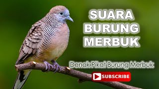 Suara Burung Merbuk Denak Suara Champion Berhasil Dalam 10 minit [upl. by Nyllewell176]