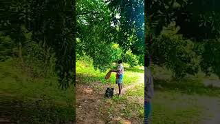 vivasayam kappomvivasayi mango mangocutting fruit shorts [upl. by Noled]