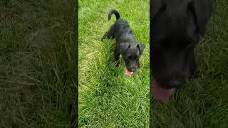 Patterdale Dog Playtime with the Knotman [upl. by Treve]