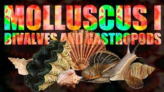 Mollusca I  Bivalves and Gastropods [upl. by Cullen]