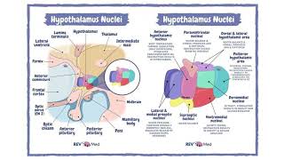 Nuklei Hipotalamus Nuclei Hypothalamus [upl. by Tennes329]