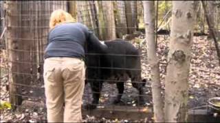 Bear Creek Sanctuary  How Tall is a Jaglion [upl. by Eixor]