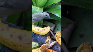 Pássaros silvestres livres na natureza  aves da mata [upl. by Anse]