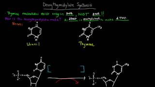 Deoxyribonucleotides and Deoxythymidylate Synthesis [upl. by Yntruoc]