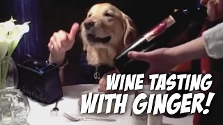 Wine Tasting with Ginger  dog eats with hands golden retriever [upl. by Alsi996]