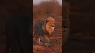 The lion kings reunited🦁lionking reunited ainmal southafrica short shortsviral [upl. by Anaela570]