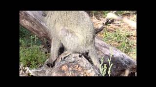 Vervet Monkey Day Birth in the Wild [upl. by Fiske]