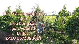 1092024sã tàngkhách bình thuậnvườn 11  ĐT lộc zalo 03738286810383867438 [upl. by Eissim]