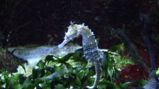 Barbours Seahorse Hippocampus barbouri  ZebraschnauzenSeepferdchen [upl. by Virendra1]