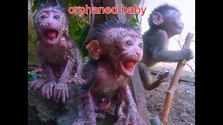 The two orphaned baby monkey is hungry now just waiting for milk they are really hungry too much [upl. by Adkins355]