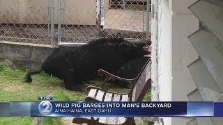 Giant wild boar spotted at Aina Haina home [upl. by Ailecra628]