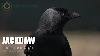 Jackdaw  Corvus monedula  mini montage [upl. by Clim219]