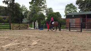 Burrswood kismet 15hh gelding [upl. by Nikki755]