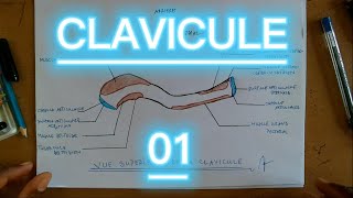 CLAVICULE SCHEMA 01  ANATOMIE [upl. by Cherilynn94]