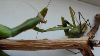 How the female praying mantis eats the male mantis [upl. by Mendel126]