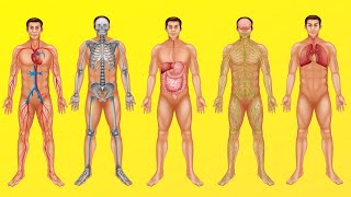 ¿Cómo funciona el cuerpo humano Digestión circulación respiración y otros sistemas [upl. by Correy]