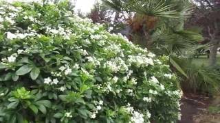 Mexican Orange Fragrant amp Drought Tolerant [upl. by Dlorrej]