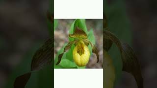 Slipper Orchids²  Slipper Orchids Genus Cypripedium in Orchid Family  Observed in Description [upl. by Mirisola]