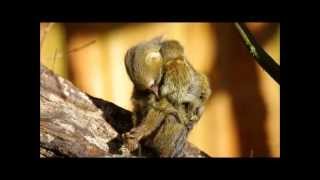 6 day old pygmy marmoset twin Apenheul [upl. by Araihc177]