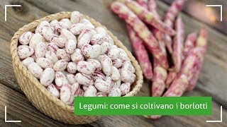 Orogel News 2018 Legumi come si coltivano i borlotti [upl. by Barnard388]