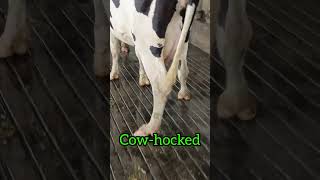 Cowhocked  genetic defect of hind legs in dairy cow  animal cow genetics legs shorts [upl. by Tomchay]