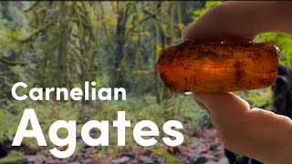 Finding Carnelian Agates in a Washington Forest  Rockhounding [upl. by Zeculon]