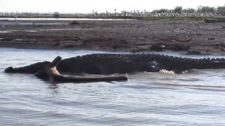 Crocodile market in Nechisar Nat ParkEthiopia [upl. by Dlanod]