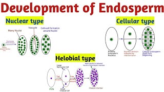 Development of Endosperm in Flowering Plants  Reproduction in Flowering Plants  Class 12th  NEET [upl. by Bright]