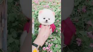 Pomeranian dog price in India dog teacuppom [upl. by Danita]