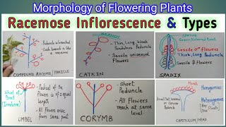 RACEMOSE INFLORESCENCE AND ITS TYPES  Indefinite Inflorescence  Inflorescence types with eg [upl. by Ashman72]