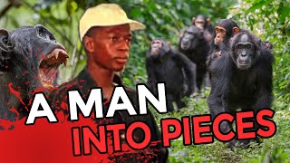 Attack By Alpha Male Chimp  Human Prey  Curious Natural World [upl. by Sculley]