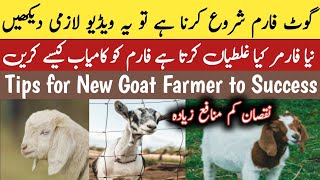 Video New Goat Farmer  کامیاب بکریوں کی فارمنگ  Starting Goat Farming  Goat Farming Ideas  Goat [upl. by Caesar562]