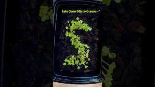 Grow Microgreens🌱 in Shapes with Mustard Seeds microgreens gardening [upl. by Enimzaj]