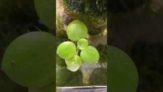 ഇത്‌ രണ്ടും ഒന്നല്ലെ 🙄😲 duckweed frogbit plants shorts aquarium [upl. by Nnaerb]