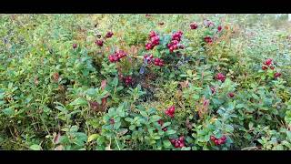 Finnish Superfood lingonberry Vaccinium vitisidaea [upl. by Burkitt874]