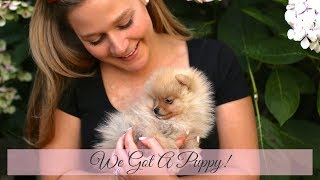 We got a Puppy  Tiny Pomeranian  Katie KALANCHOE [upl. by Maryanne]