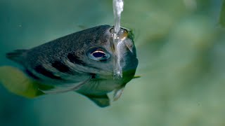 The Fish with Incredible Shooting Aim  Planet Earth III Behind the Scenes  BBC Earth [upl. by O'Donoghue]