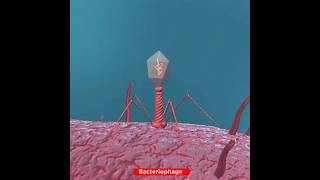 Lifecycle of Bacteriophage Virus  Lytic Cycle [upl. by Talanian]