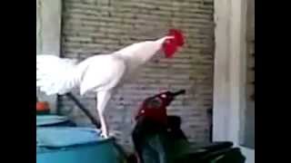 Unbelievable Funny Laughing Rooster [upl. by Eitra]