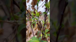 Plum Flowering  ఆలుబుకర్ పండు  9290909559 [upl. by Janina]