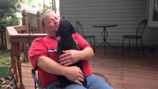 Cute Rottie Puppy Howls To Singing [upl. by Peggi470]