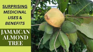 SURPRISING MEDICINAL USES amp BENEFITS of JAMAICAS ALMOND TREE TERMINALIA CATAPPA [upl. by Toombs]