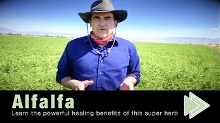 Alfalfa Benefits Nutrition Facts [upl. by Zinnes392]