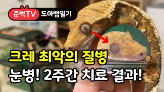 파충류 사육시 가장 잘 걸리는 질병 눈병을 치료해 보자 Healed the reptilian eye disease [upl. by Manolo]