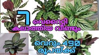 🤩💥💮 7 വെറൈറ്റി കലാത്തിയ ഇപ്പോൾ വെറും 490 രൂപയ്ക്ക് സ്വന്തമാക്കാംgardening [upl. by Ecnerual]