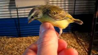 Baby green singer handreared Serinus Mozambicus [upl. by Zilla]