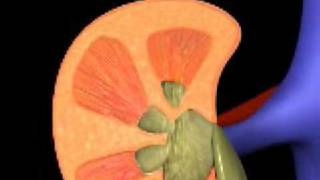 How Kidneys Work [upl. by Artemas]